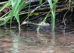 Stenogomphurus consanguis