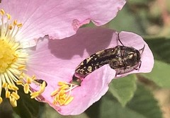 Acmaeodera hepburnii