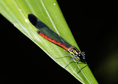 Rhinocypha pagenstecheri timorana