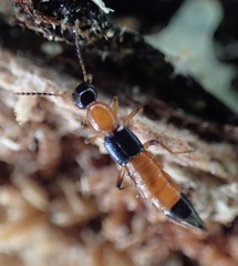 Paederus littorarius