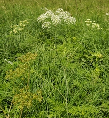 Perideridia americana
