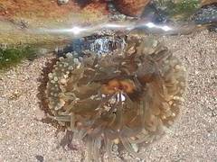 Anthopleura biscayensis