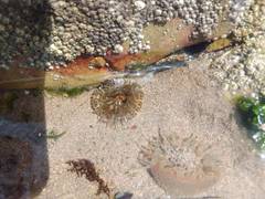 Anthopleura biscayensis