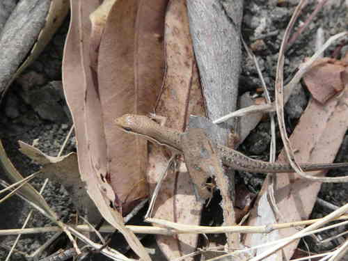 Carlia decora