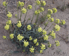 Chylismia claviformis lancifolia