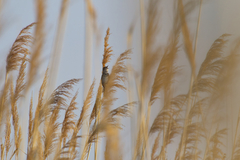 Acrocephalus arundinaceus