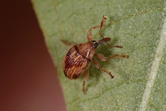 Nanophyes marmoratus