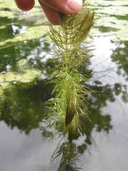 Ceratophyllum submersum