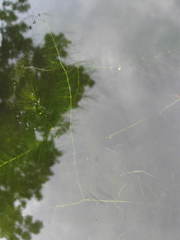 Ceratophyllum submersum