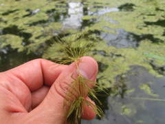 Ceratophyllum submersum