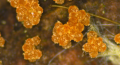 Bionectriaceae