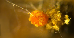 Bionectriaceae