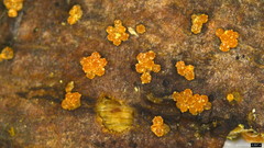 Bionectriaceae