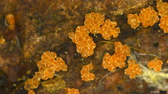 Bionectriaceae