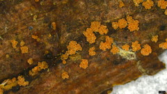 Bionectriaceae