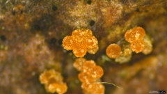Bionectriaceae