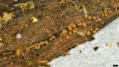 Bionectriaceae