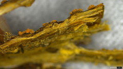 Bionectriaceae