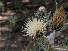 Cirsium cymosum