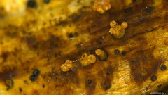 Bionectriaceae