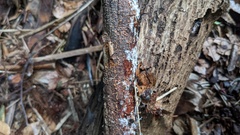 Bionectriaceae