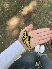 Papilio glaucus