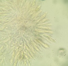 Bionectriaceae