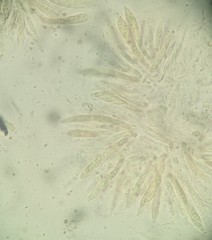 Bionectriaceae