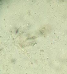 Bionectriaceae