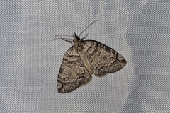 Hydriomena ruberata