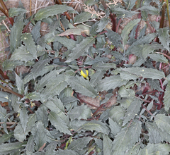 Chylismia claviformis lancifolia