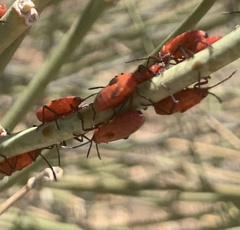 Oncopeltus sanguineolentus
