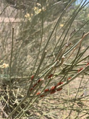 Oncopeltus sanguineolentus