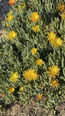 Malephora lutea