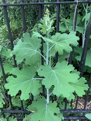 Macleaya