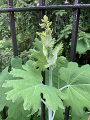 Macleaya