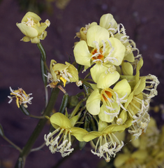 Chylismia claviformis lancifolia