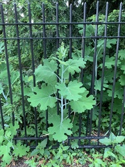 Macleaya