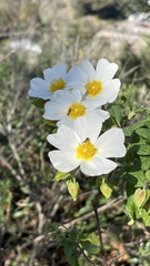 Cistus salviifolius