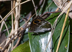 Ypthima aphnius