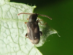 Phytobaenus amabilis