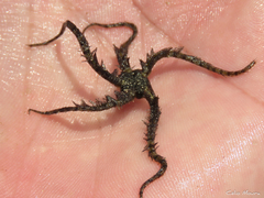Ophiothrix angulata