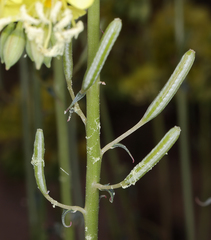 Chylismia claviformis lancifolia