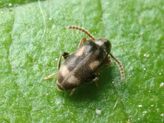 Phytobaenus amabilis