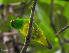 Chlorophonia occipitalis