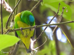 Chlorophonia occipitalis
