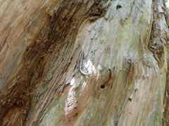 Cryptoblepharus virgatus