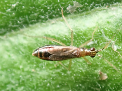 Dicyphus constrictus