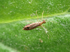 Dicyphus constrictus