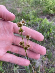 Juncus megacephalus